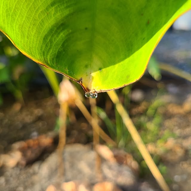Rubiconさんの部屋