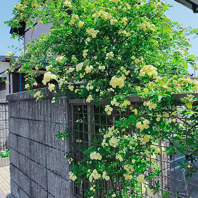 nairuoさんの部屋
