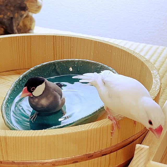 escargotさんの部屋