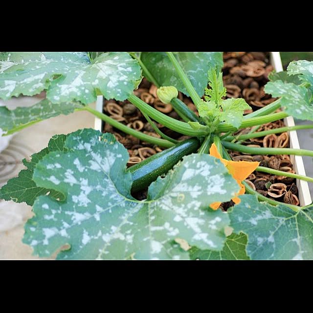garden_life_saiさんの実例写真