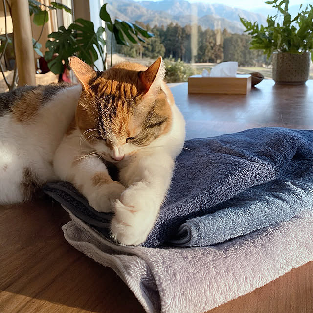 hiorietowelさんの実例写真