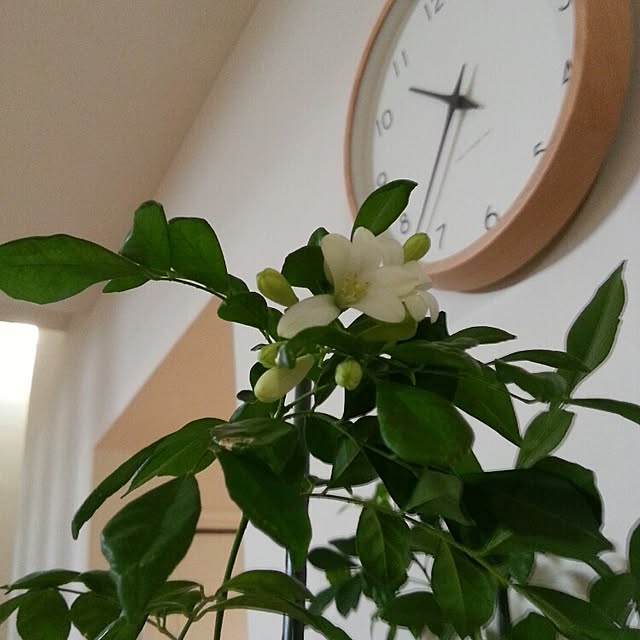 terumiさんの実例写真