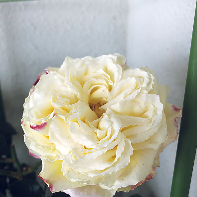 hanachanさんの部屋