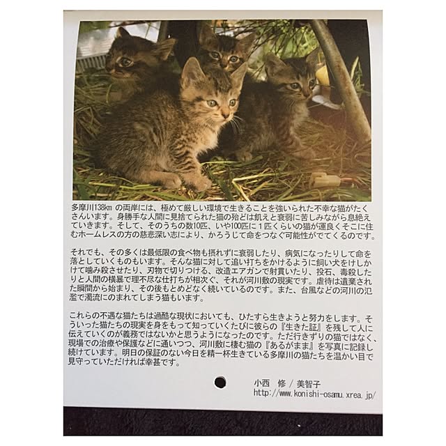 catwomanさんの実例写真