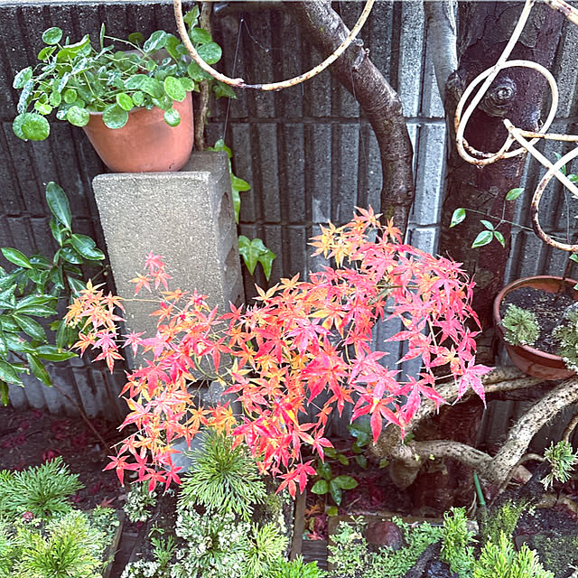 takakoさんの実例写真