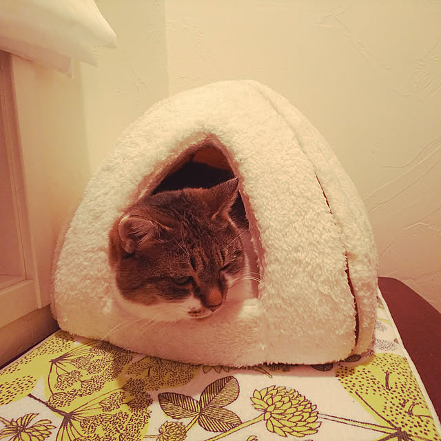 arisaさんの実例写真