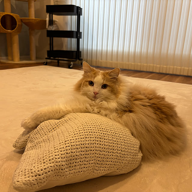 lovecofさんの部屋