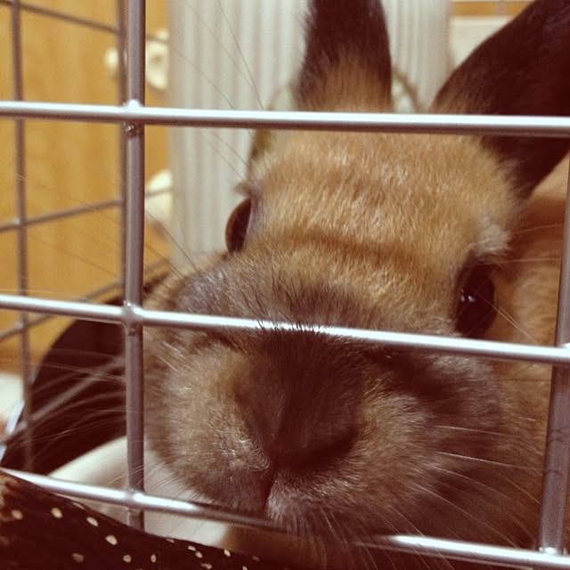 p-koさんの実例写真
