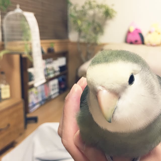 kaotanさんの実例写真