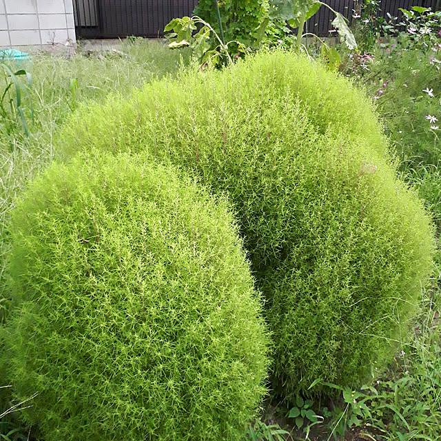 kazuraさんの実例写真