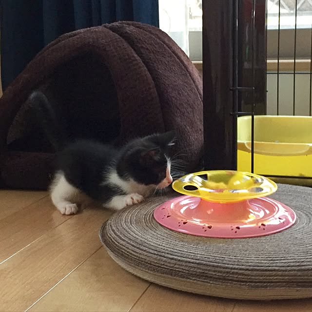 butachanさんの実例写真