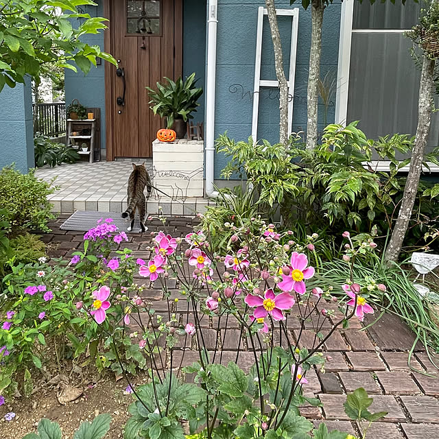 nobikoさんの部屋