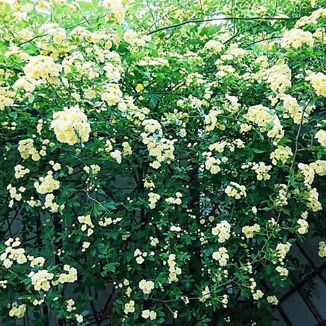 lovery634_rさんの実例写真