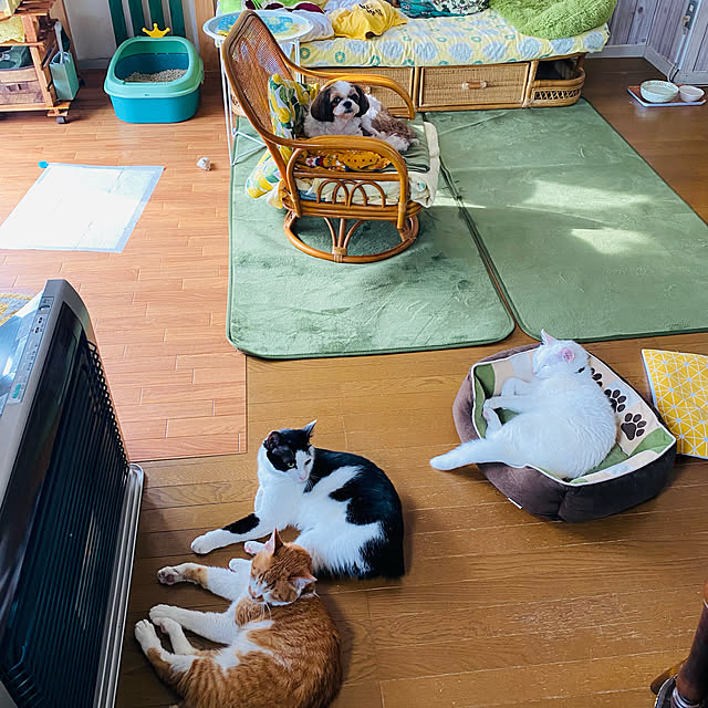 SHIHOさんの実例写真