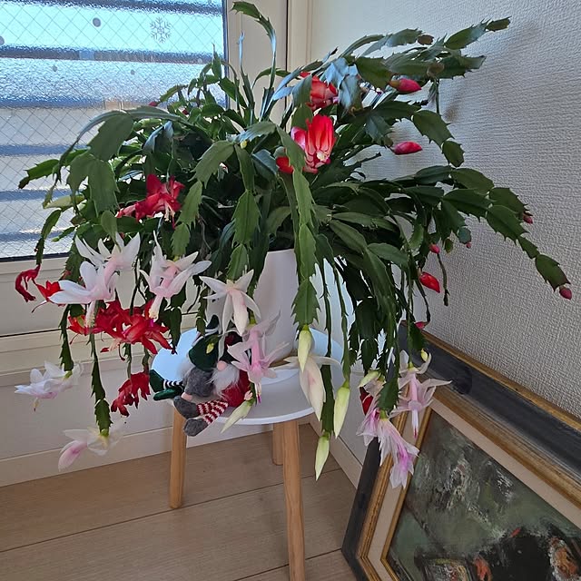mutyukingさんの部屋