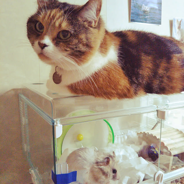 yukieさんの実例写真
