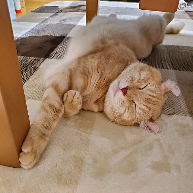 makoさんの実例写真