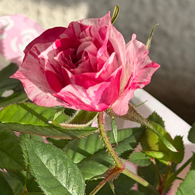 okyame-chanさんの部屋