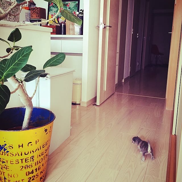 paoさんの実例写真
