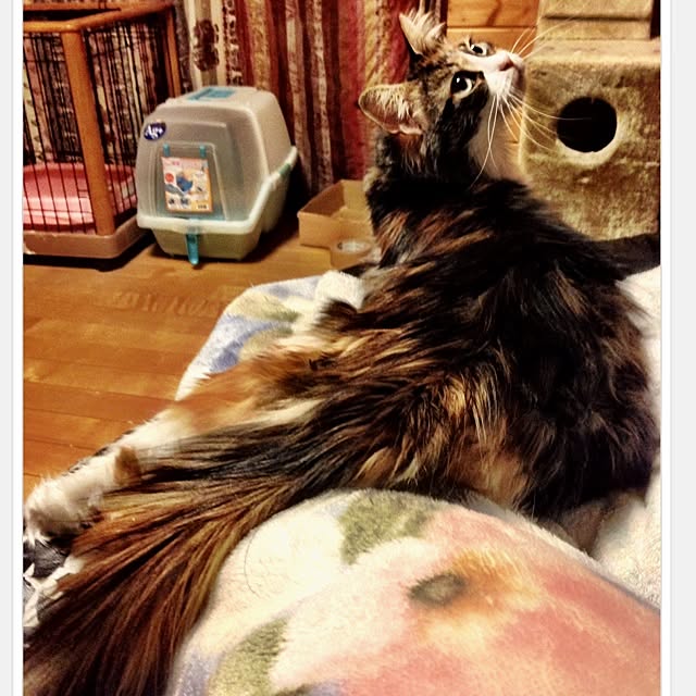 Realiser_son_reveさんの実例写真