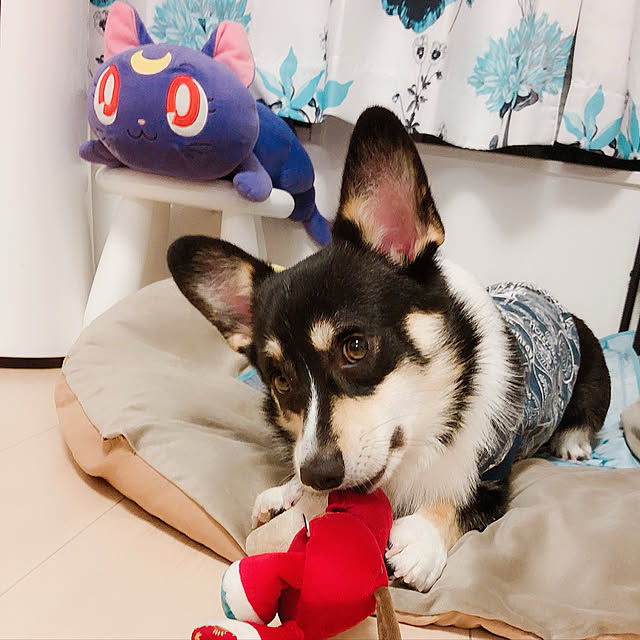 Ruiさんの実例写真