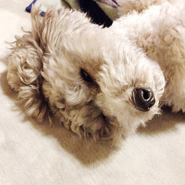 s.s.l_mikiさんの実例写真