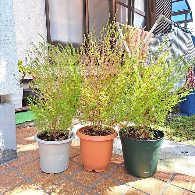 kiyohima229さんの実例写真