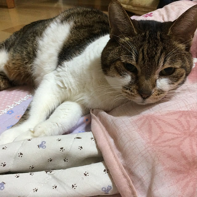 yukirinさんの実例写真