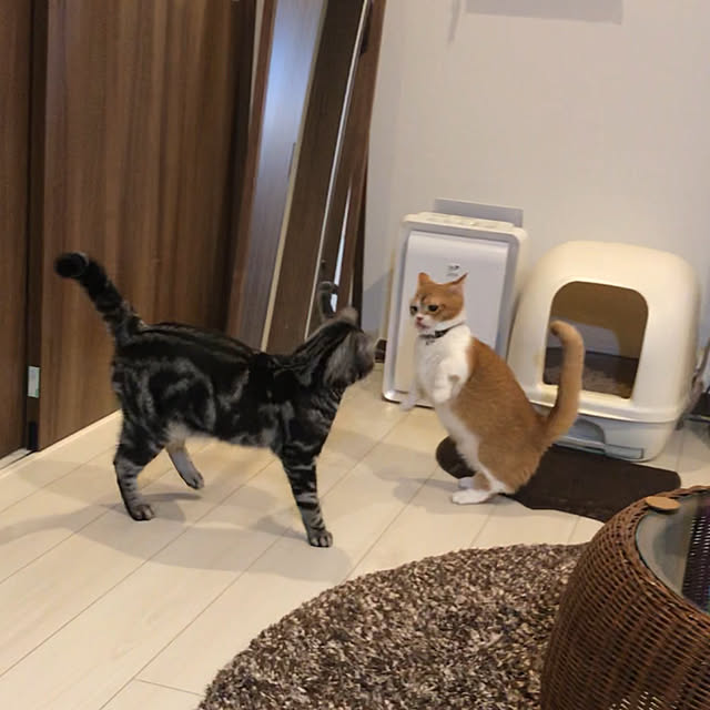 KotarouKunさんの実例写真