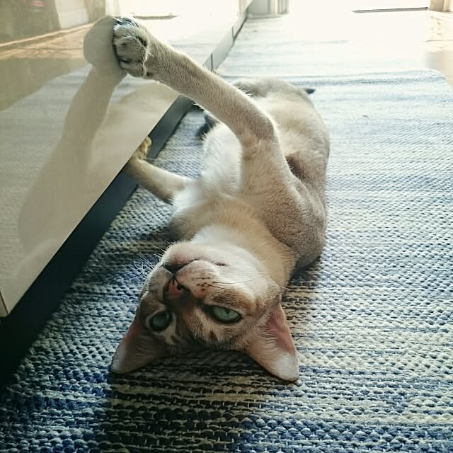 Jcさんの実例写真