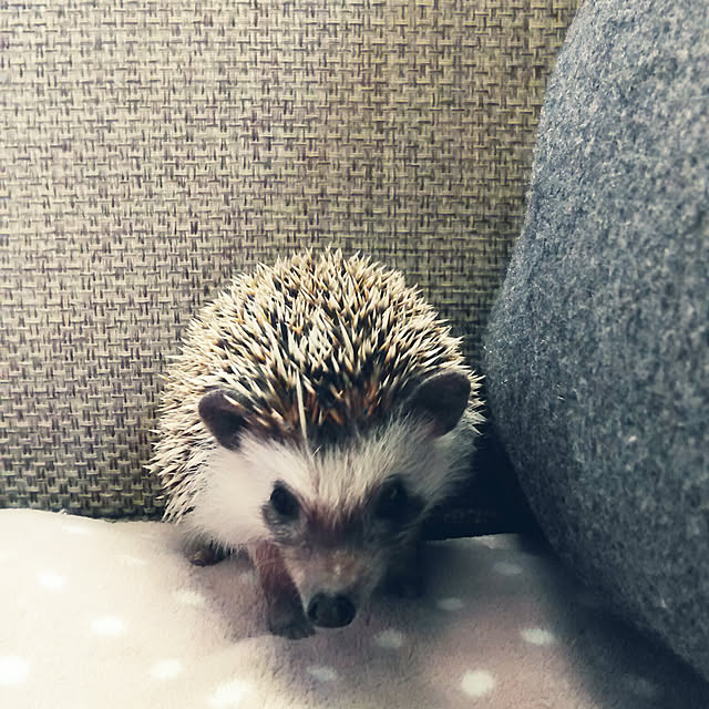 hirariさんの実例写真