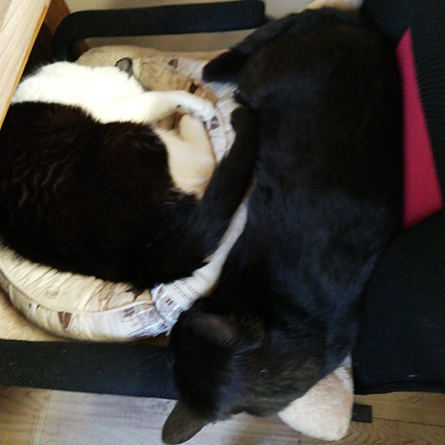 Tomopさんの実例写真
