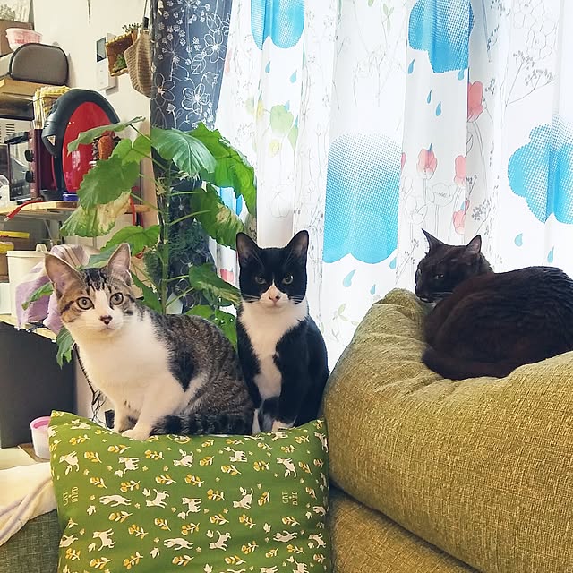 Gomaさんの実例写真