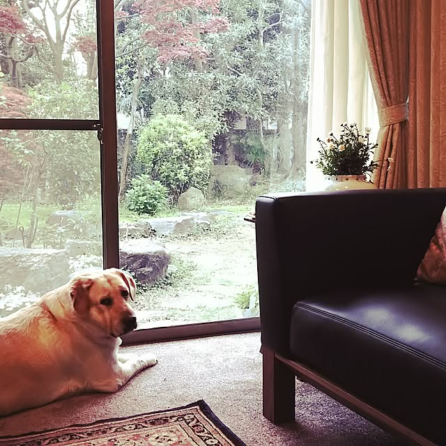 goldbergさんの実例写真