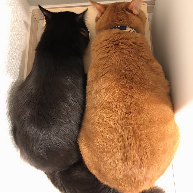ochappuさんの実例写真