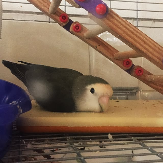 kaotanさんの実例写真