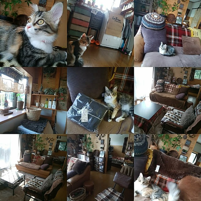 Brown.Lifeさんの実例写真