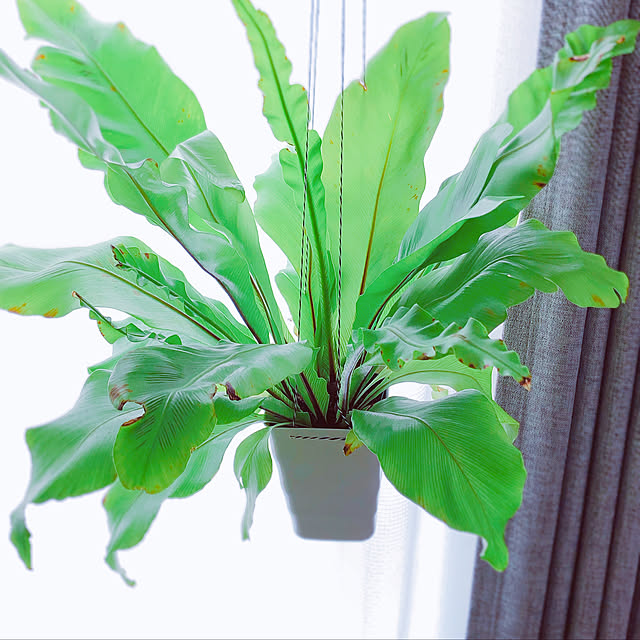 観葉植物 オオタニワタリのおすすめ商品とおしゃれな実例 観葉植物 オオタニワタリのおすすめ商品とおしゃれな実例