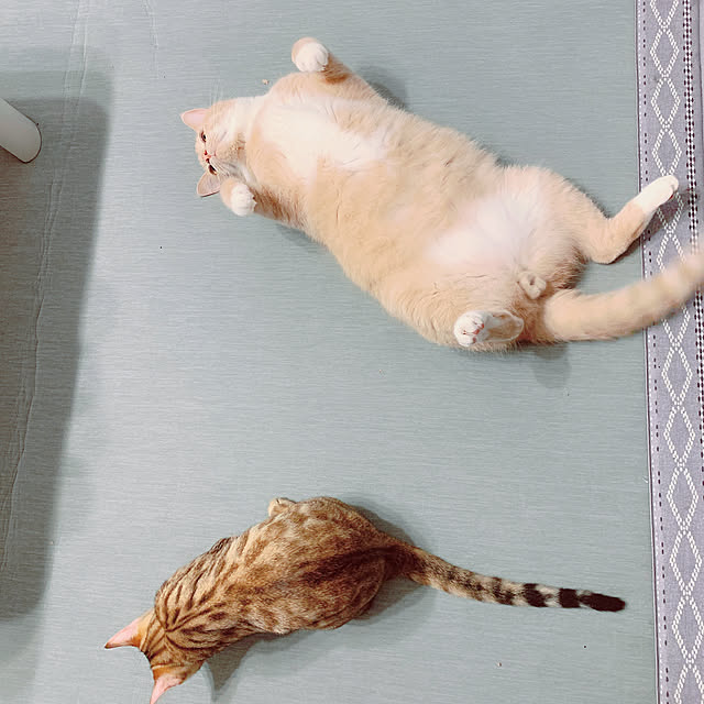 Tomoeさんの実例写真