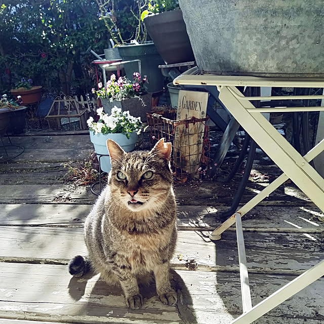 showさんの実例写真