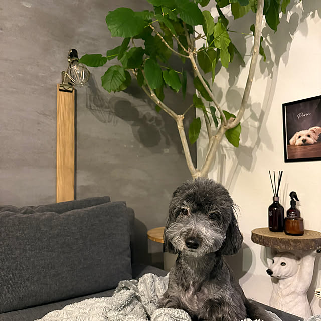 mocoさんの実例写真