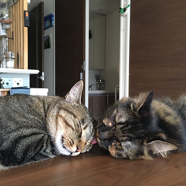 mikomaruさんの実例写真