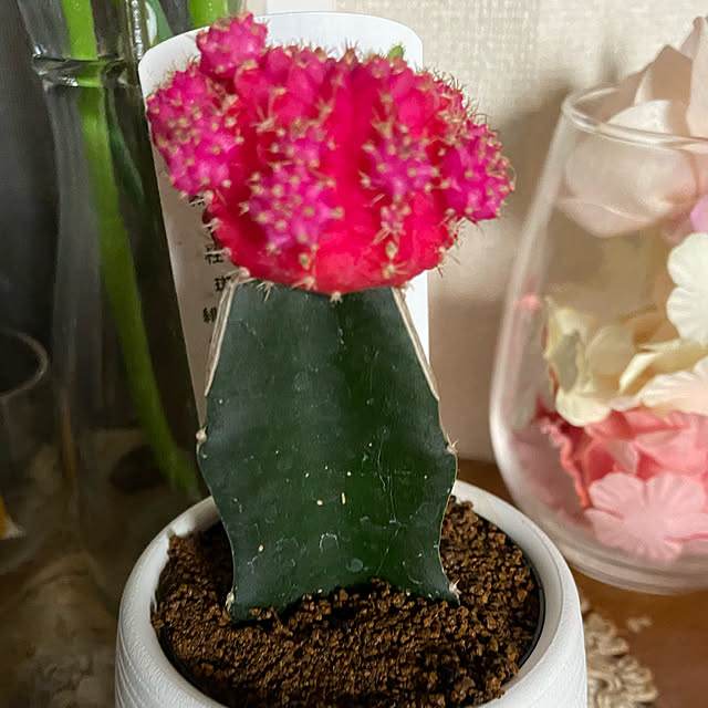 JUNKOさんの実例写真