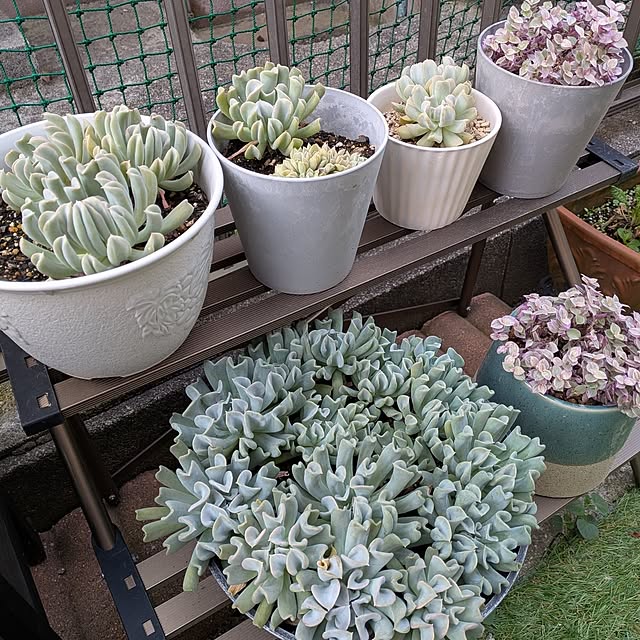 Renさんの実例写真