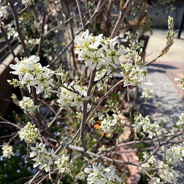 ronronさんの実例写真