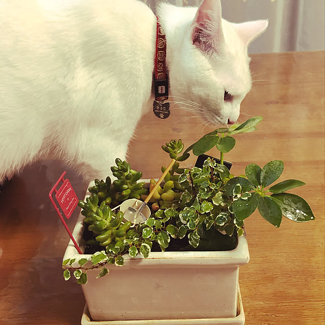 moyuhiさんの実例写真