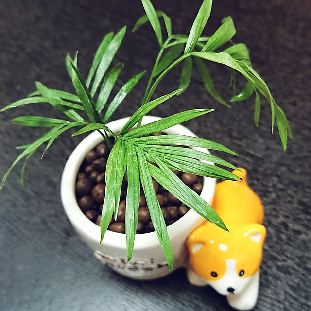 momongaさんの実例写真
