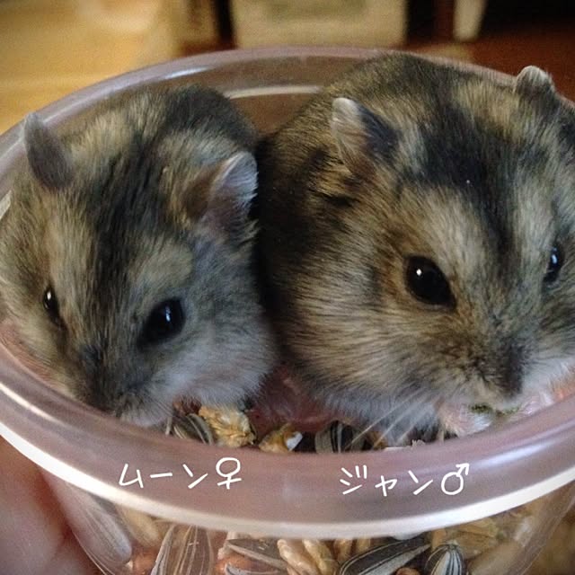 hi_iroさんの実例写真