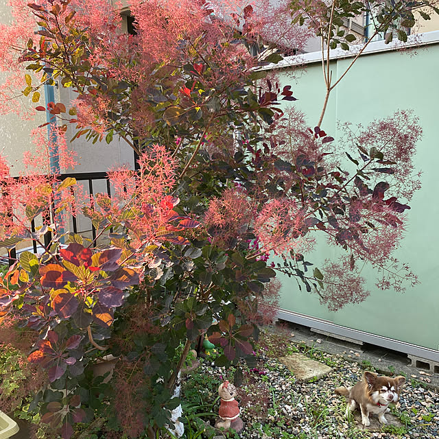 chIoeさんの部屋