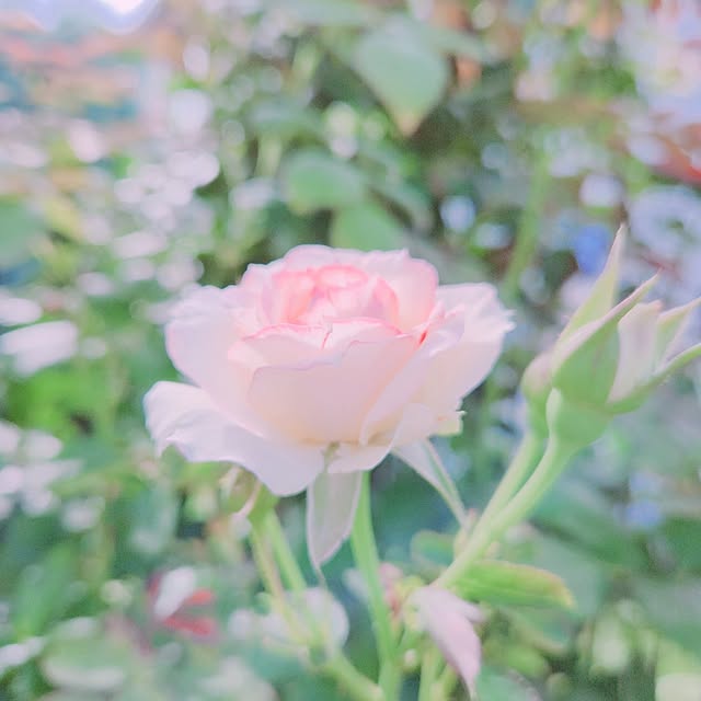 surviveさんの部屋